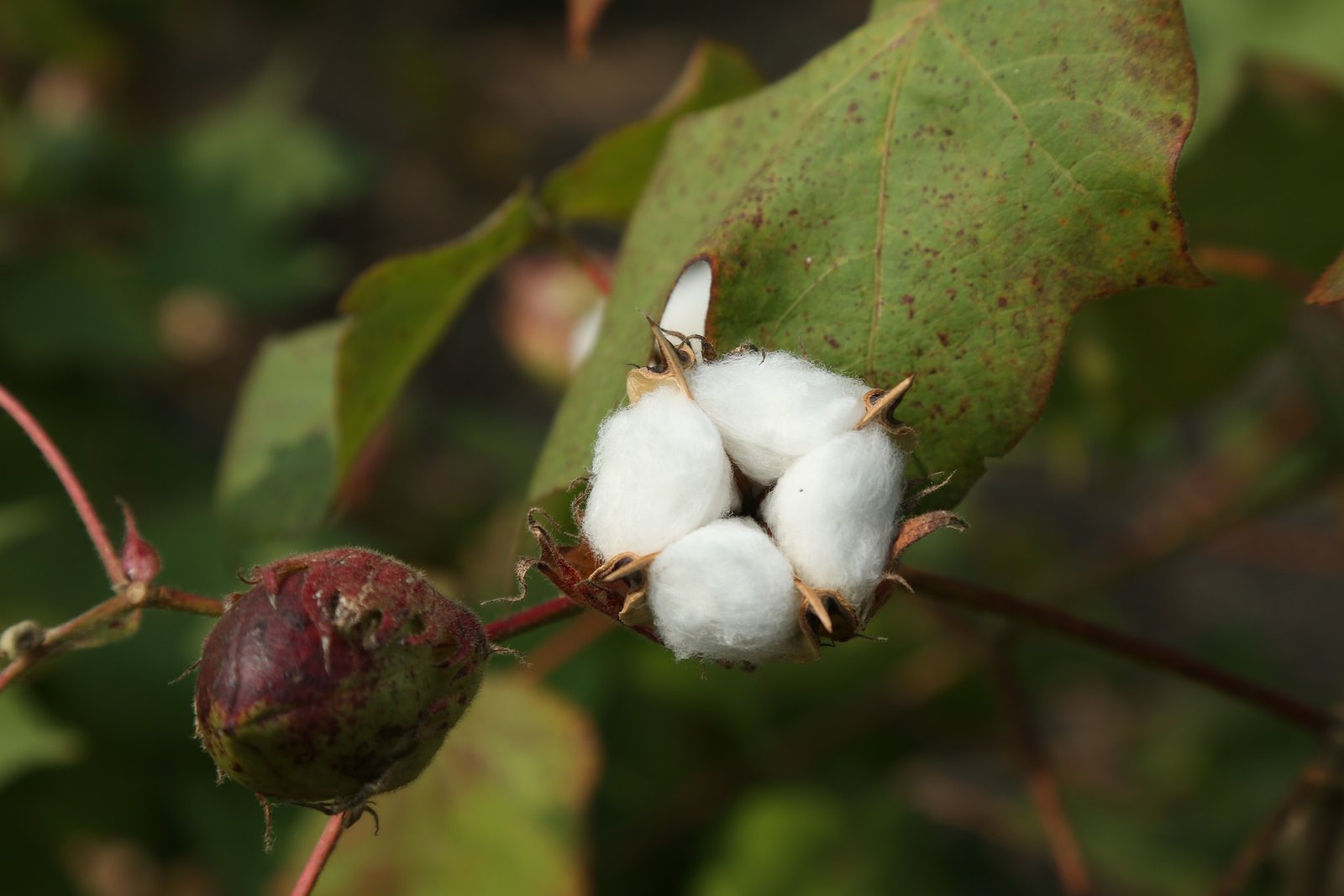 Natural Fabric by kiandkukidz blog