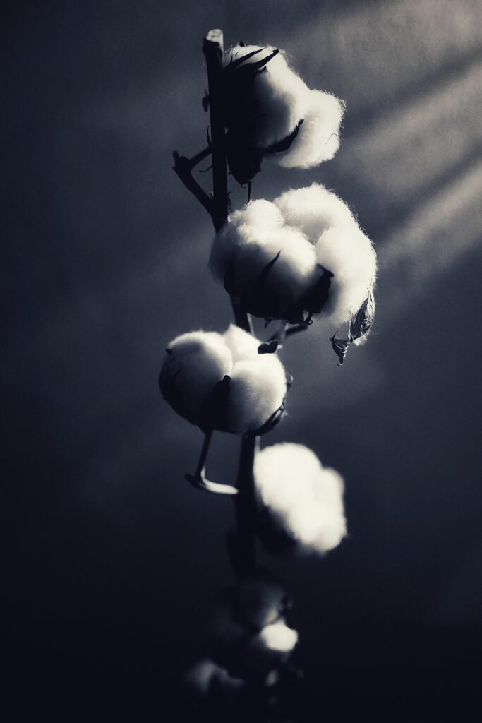 Cotton Plant