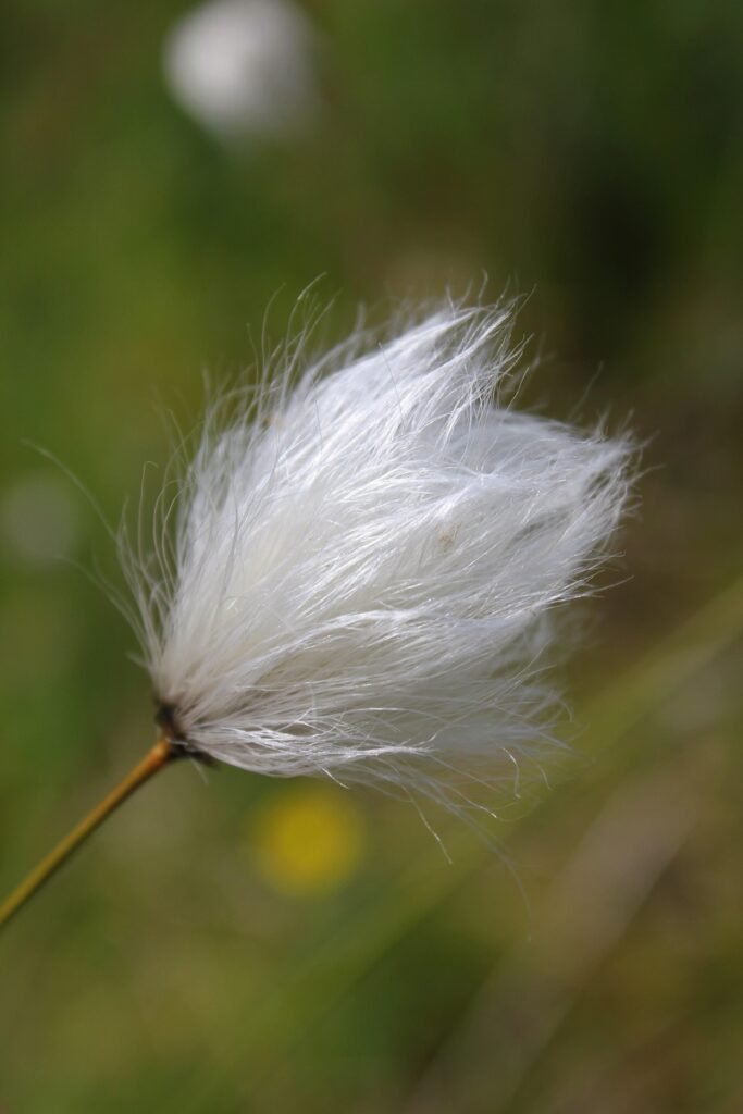 Supima Cotton